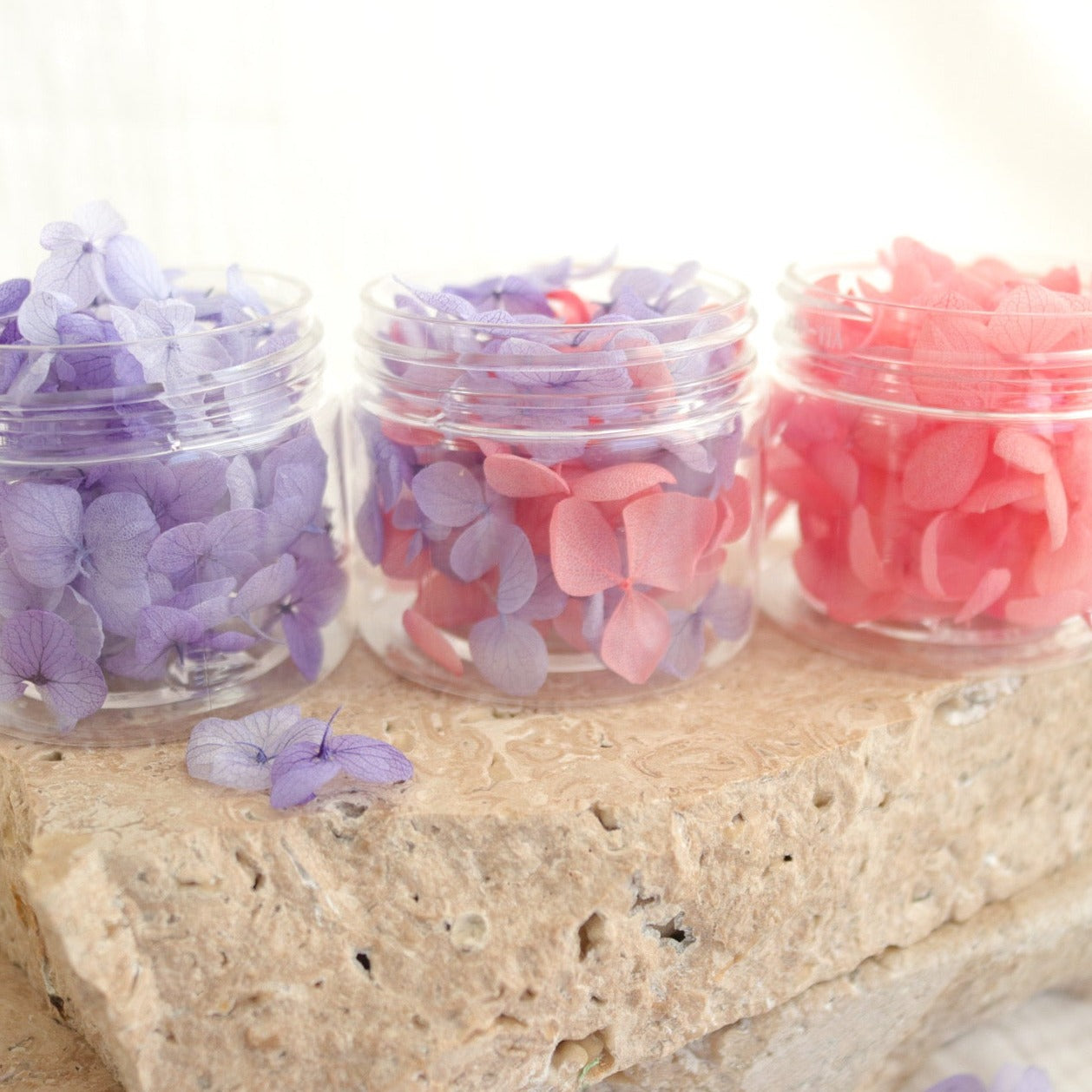 Blossom Pots - Hydrangeas